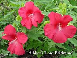 Hibiscus Perennials Michigan