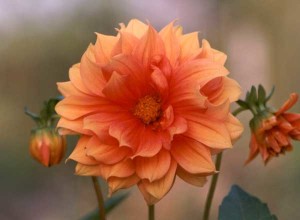 orange-dahlia-flower-mi